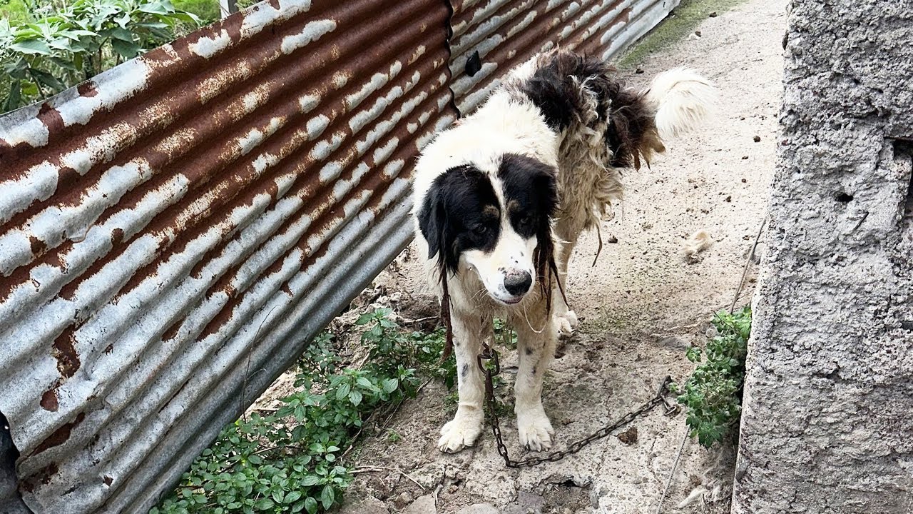 Neglected Dog Reborn Through Compassion and the Gentle Hands of Rescue Teams