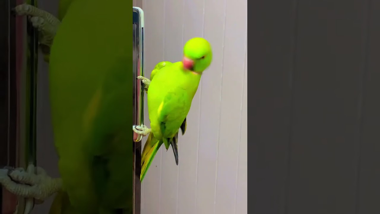 Parrot&rsquo;s natural process of feather plucking