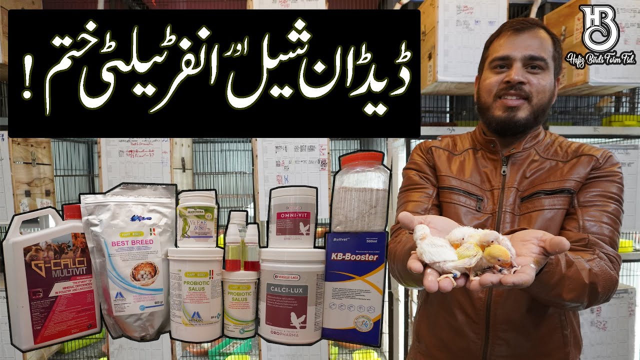 ڈیڈ ان شیل اور انفرٹیلٹی سے پریشان ہو تو یہ استعمال کرواں #HBFarm #lovebirds #breeding