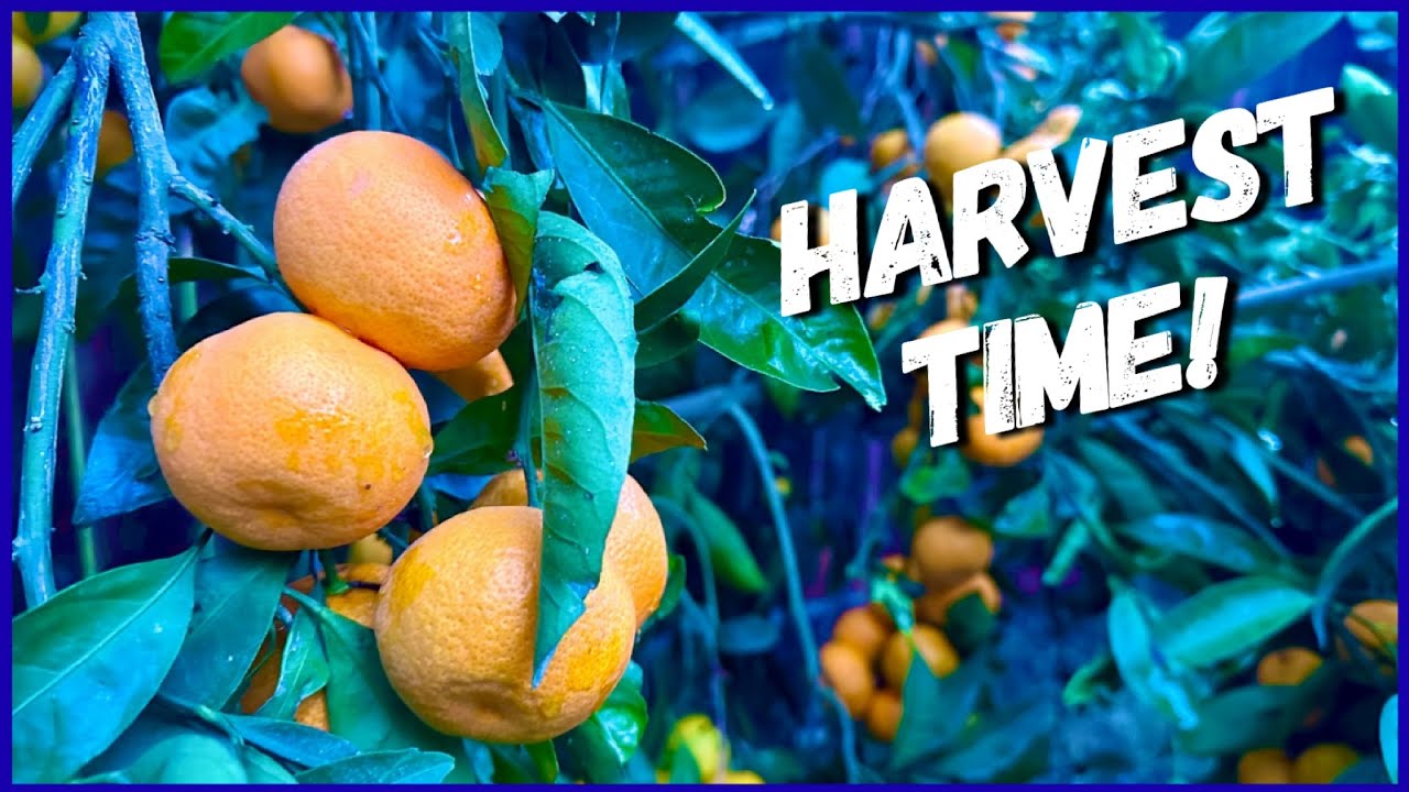Сбор цитрусовых мандаринов сорта Сацума 🍊