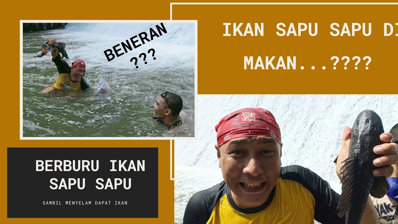 Berburu Ikan Sapu Sapu di sungai tumis Asam Pedas