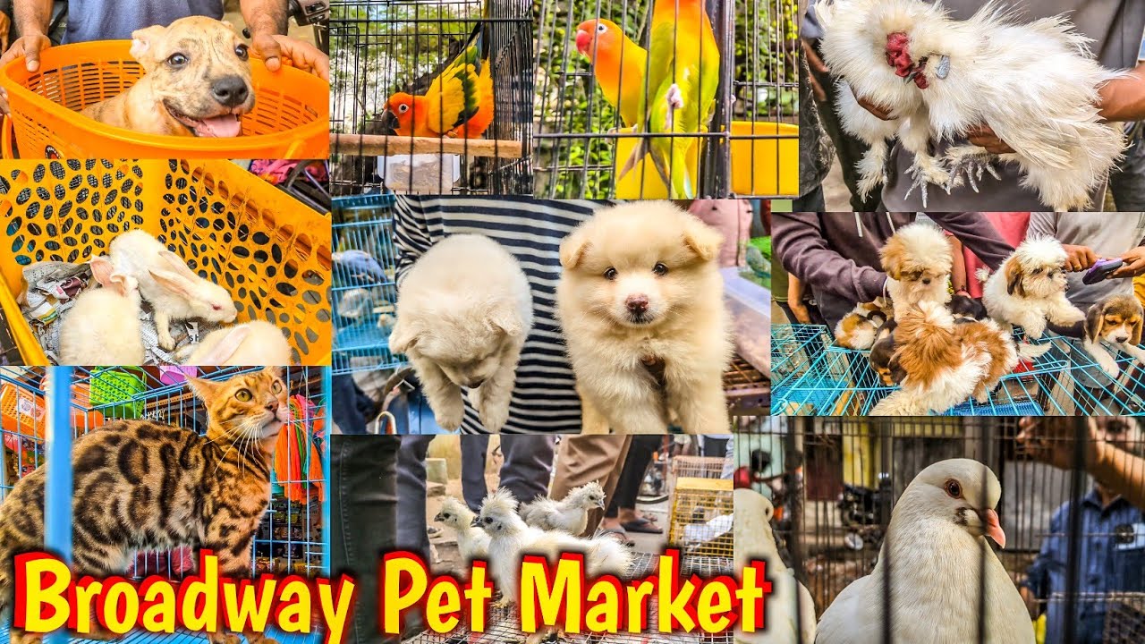 ப்ராட்வே பேட் மார்க்கெட் |Broadway Pet Market Chennai | Maskan Chavadi #broadwaypetmarket #petmarket