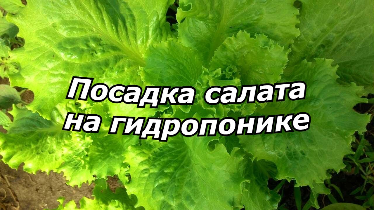 Посадка салата на гидропонике