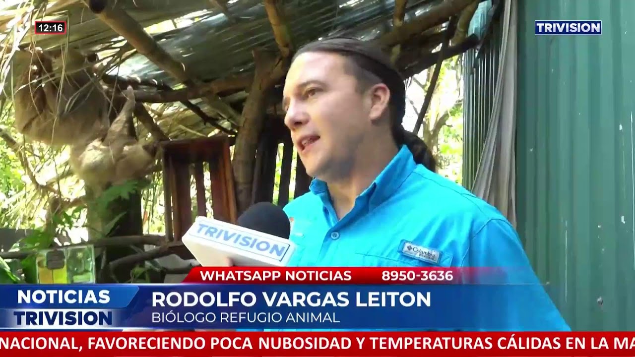 Ciudadano denuncia venta de osos perezosos por 3 mil dólares en la Fortuna, San Carlos.