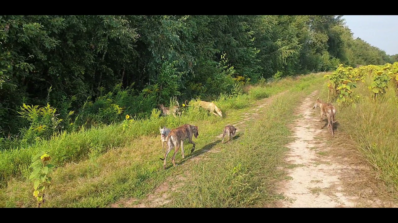 Galgo & Whippet - walking with greyhounds