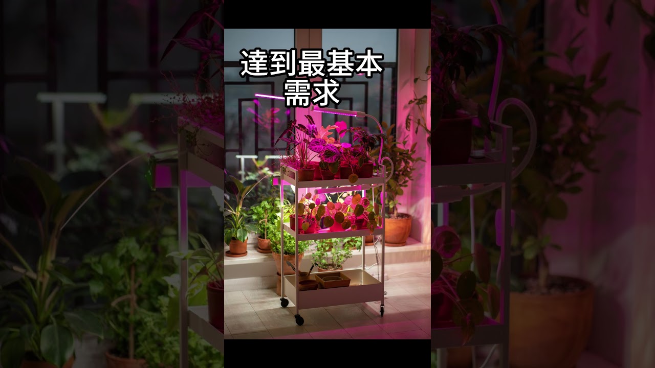 3步驟快速搞懂｜君沛植物燈 使用植物燈種植時，許多新手常常會問：「植物燈一天要開幾小時才夠？」DIY生活 #君沛植物燈 #有機模式