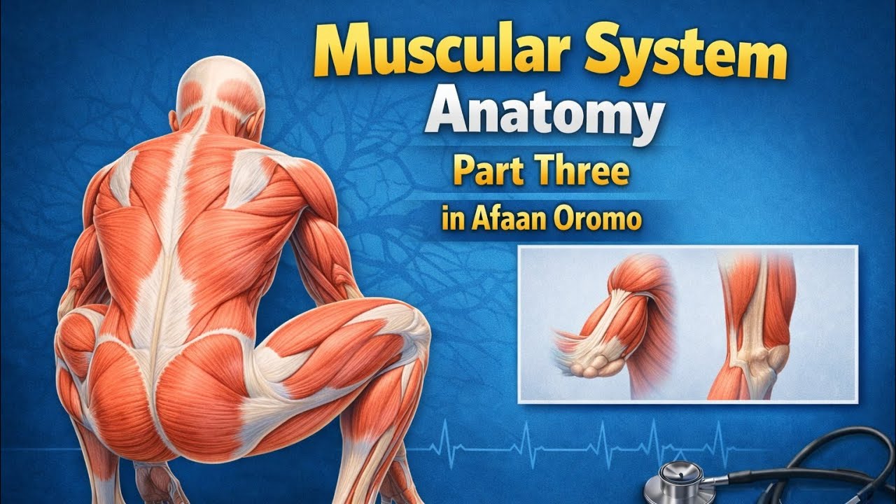MUSCULAR SYSTEM ANATOMY BEST VIDEO IN AFAAN OROMO PART THREE #####anatomy 