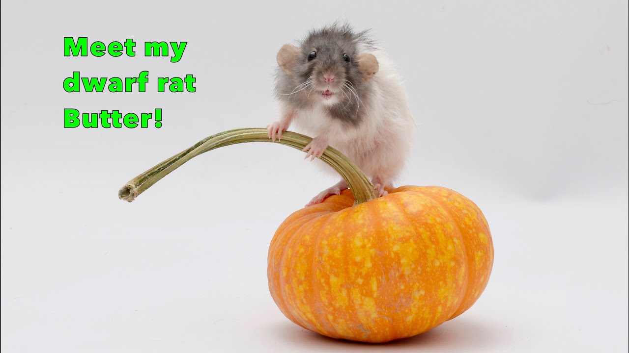 Meet My Dwarf Rat Butter!