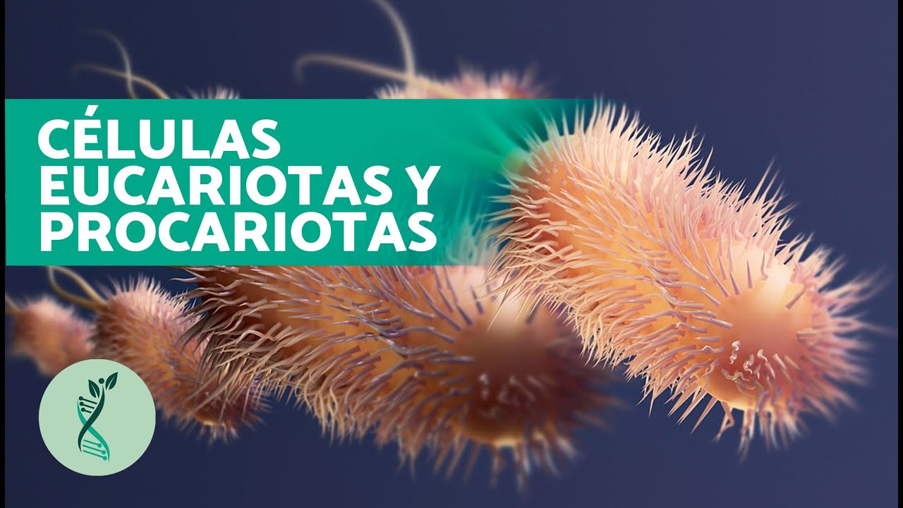 🧫 ¿Qué DIFERENCIAS hay entre la CÉLULA EUCARIOTA y PROCARIOTA? 🧬🔬 (QUÉ SON y CARACTERÍSTICAS)