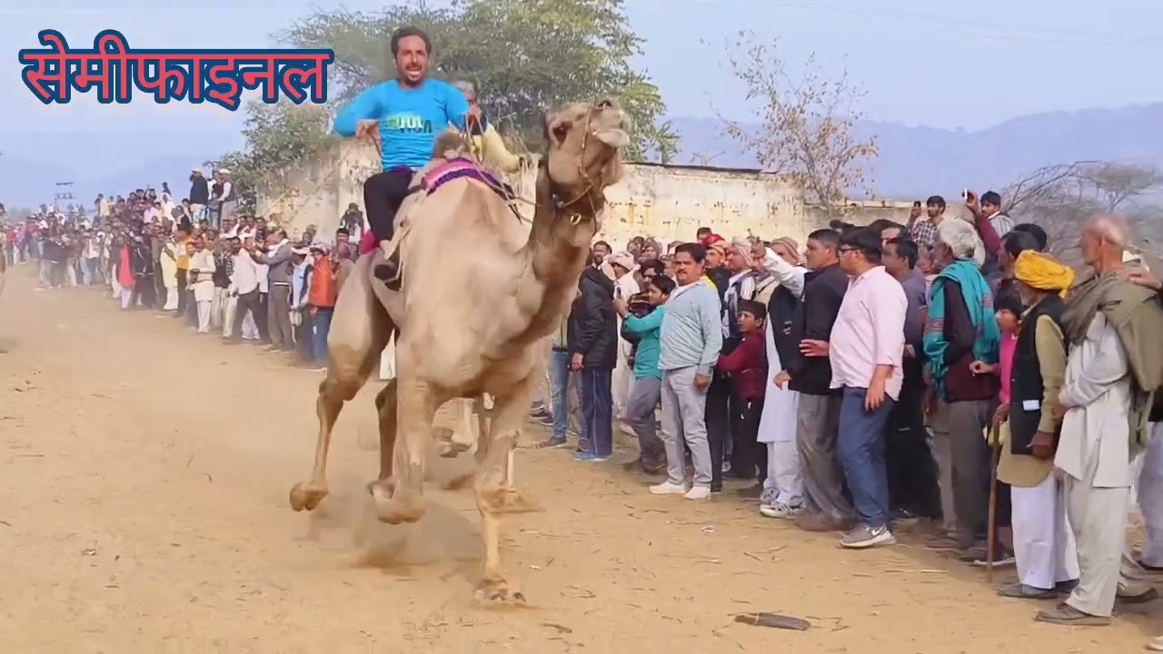 माधोगढ़ हरियाणा ऊंट दौड़ 26-1- 2024 1 चेतराम यादव डांगीवास 2 सुरेश इस्लामपुर 3उदमीराम