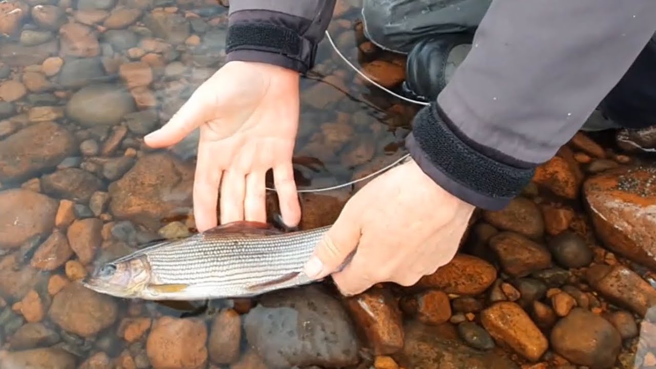 Harrfiske i Dalarna, Torrfluga || Dry fly grayling fishing