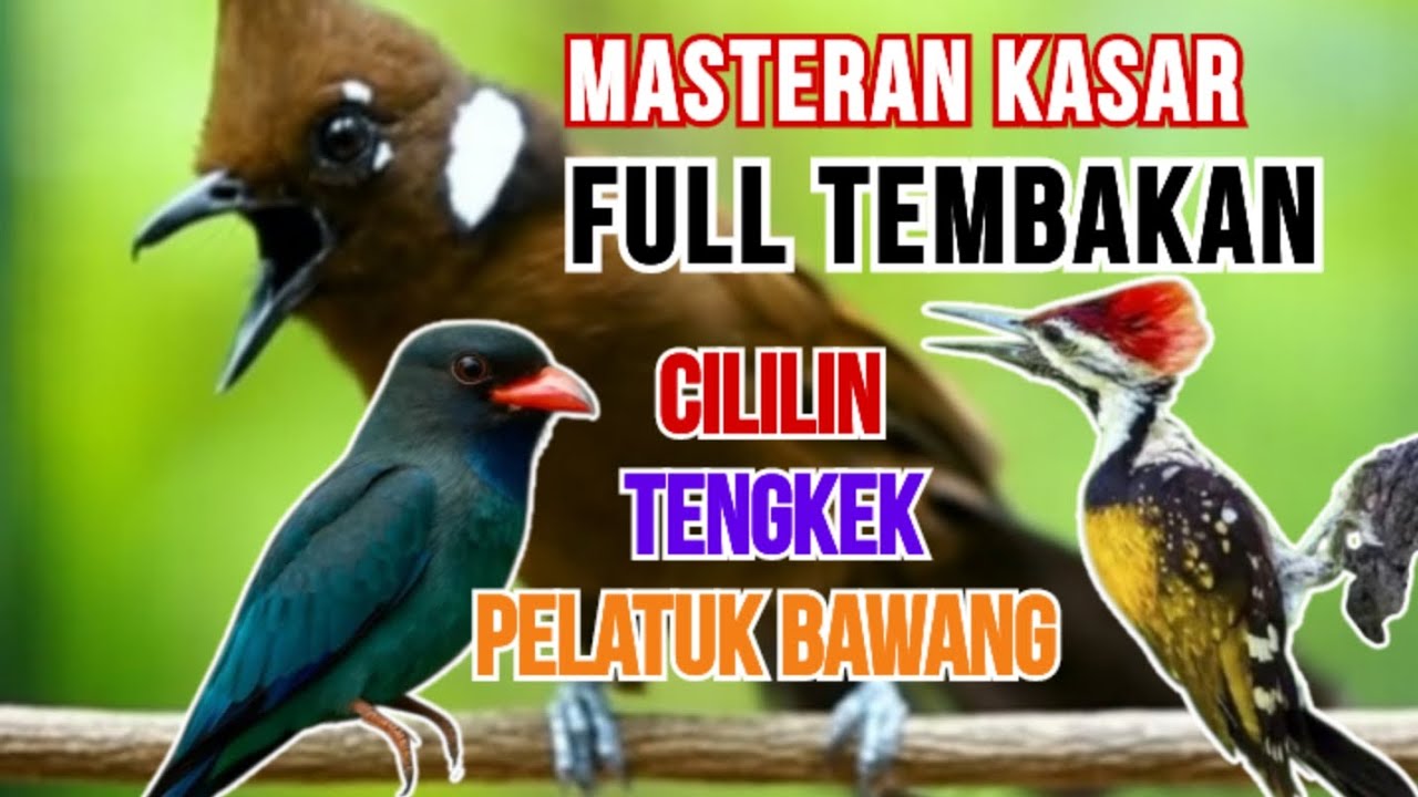 Masteran cililin tengkek buto pelatuk bawang‼️