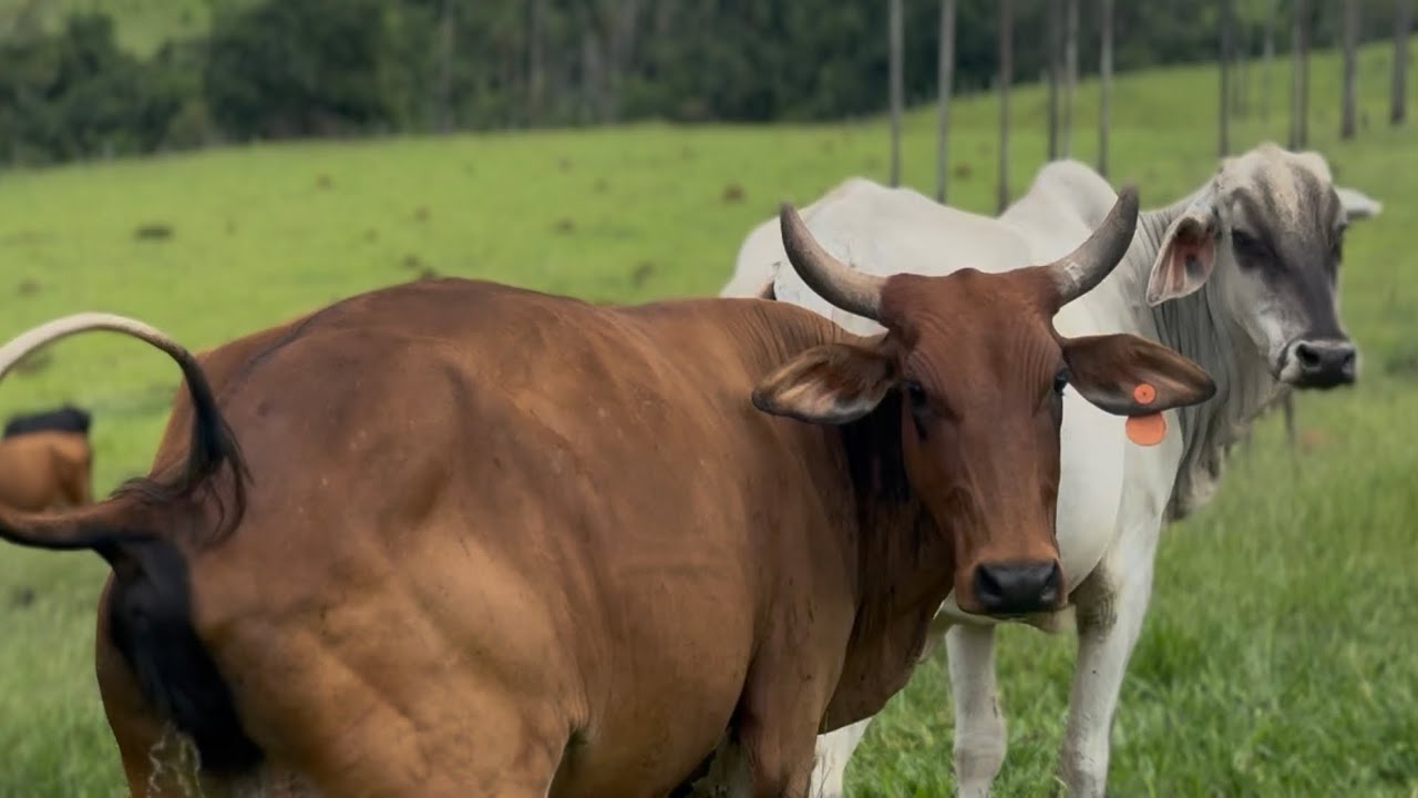 Novilha TUMOR pariu - Giraffa e Rochinha na maternidade 