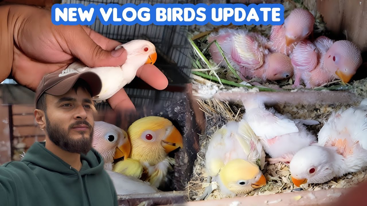  My Beautiful Birds & Their Cute Babies 🕊️🦜 | Pigeons, Parrots, Budgies & More 🐣 #vlog #birds 