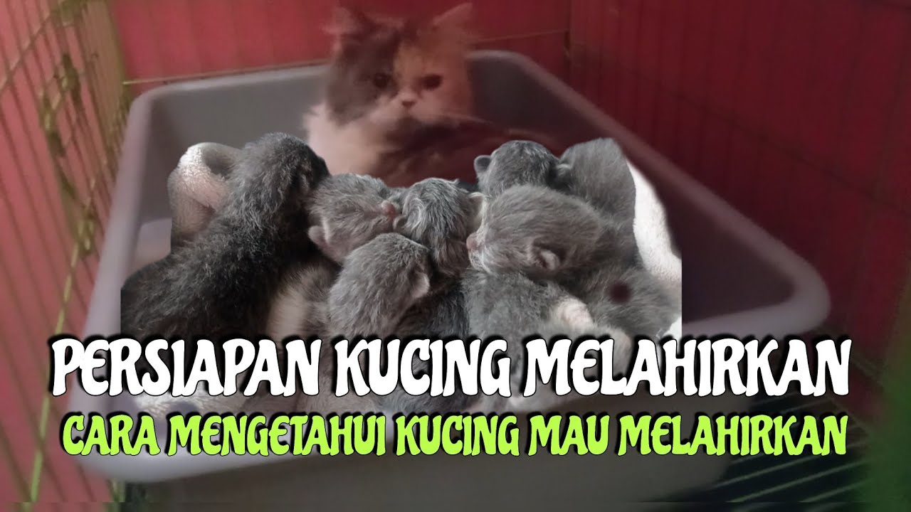 CARA MENGETAHUI KUCING MAU MELAHIRKAN DAN APA SAJA YANG HARUS DI SIAPKAN
