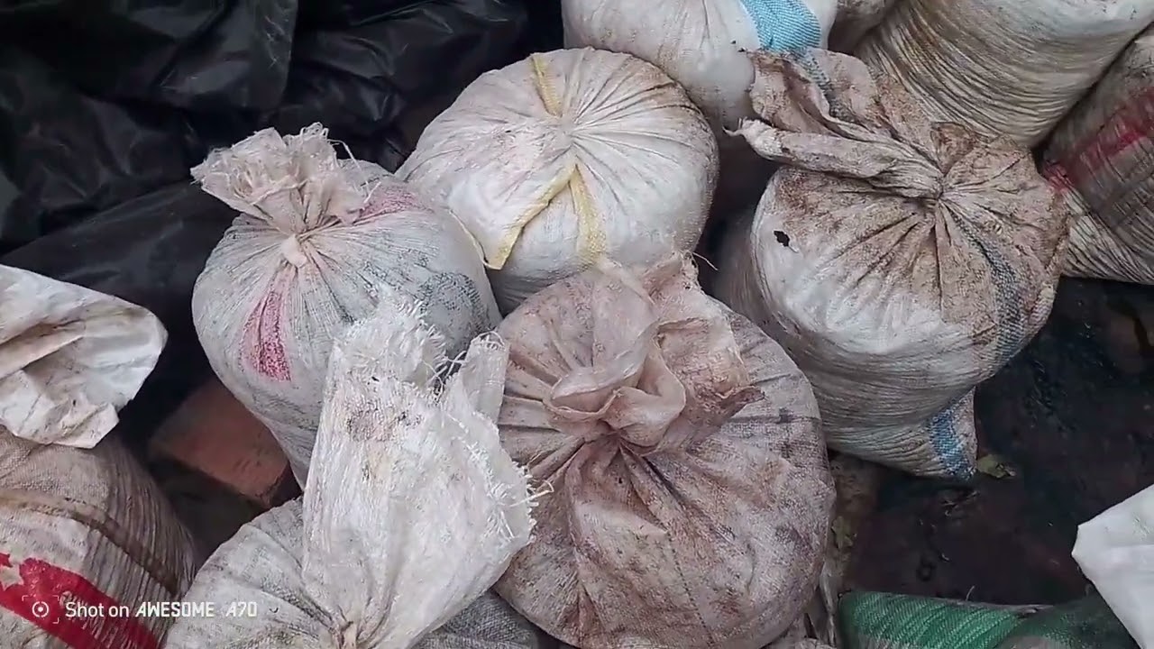 انتهاء عملية جني الزيتون، في معصرة الزيتون. وراح قوية جدا .
