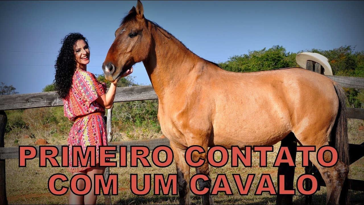 Como se aproximar de um cavalo pela primeira vez?