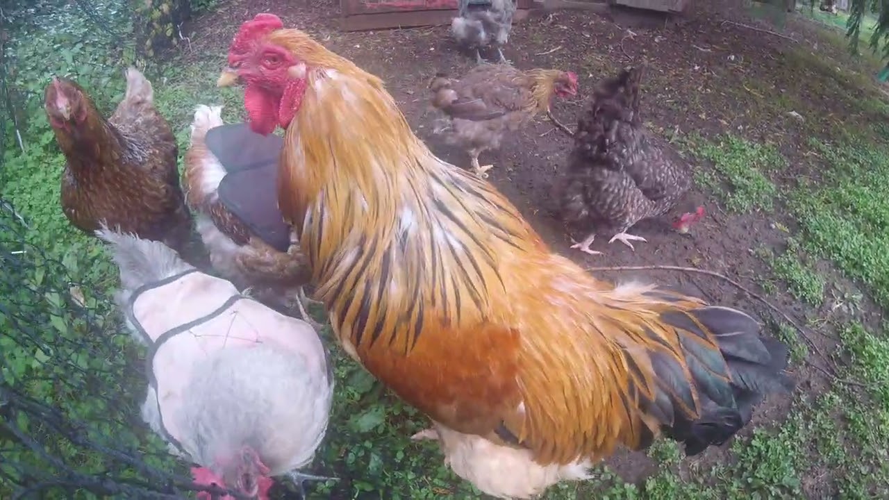 Sunshine Farm chickens have grape time!