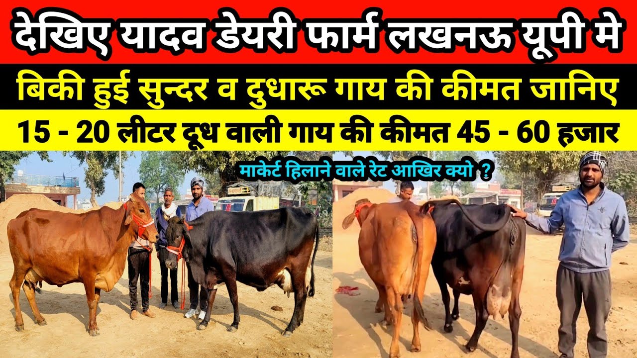 देखिए यादव डेयरी फार्म से बिकी हुई सुन्दर व दुधारू गाय की कीमत जानिए | yadav dairy farm lucknow #cow