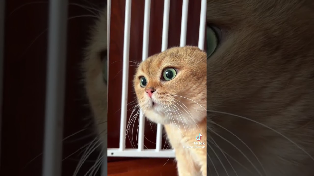 VIDEO CHAT MARRANTE#drole #animation #divertissement #fail #gags #humour #video #drole_videos