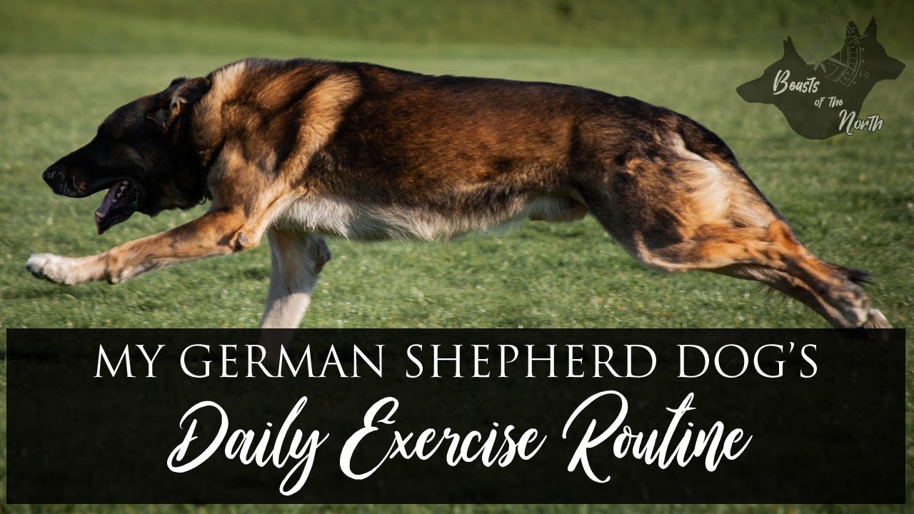 My German Shepherd Dog's Basic Daily Exercise Routine