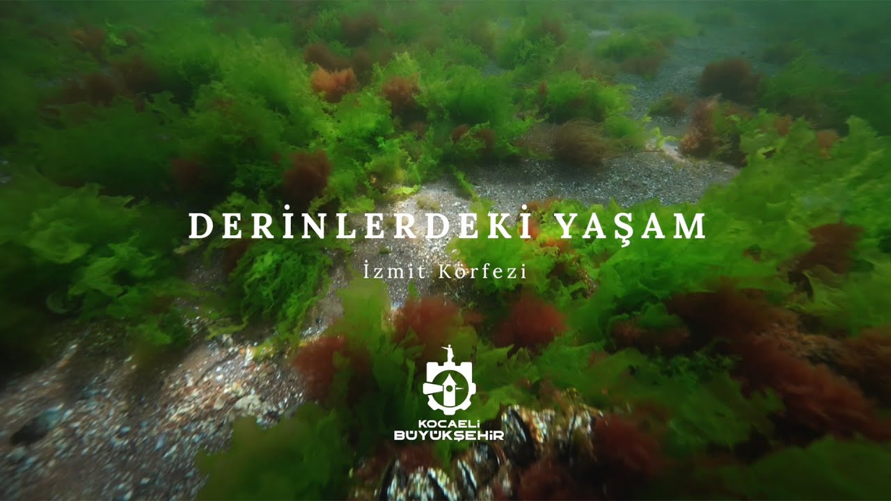 Derinlerdeki Yaşam | İzmit Körfezi