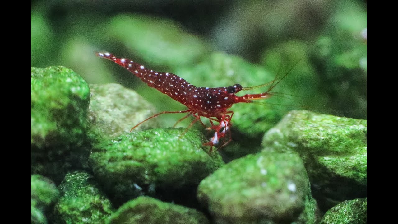 10 ways to kill your Sulawesi shrimps BG Audio FIXED