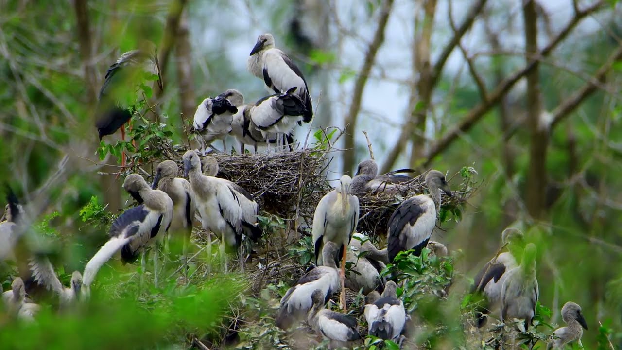 Bird Crane Hidding in Flooded Forest  Bird City and Bird Home 0002