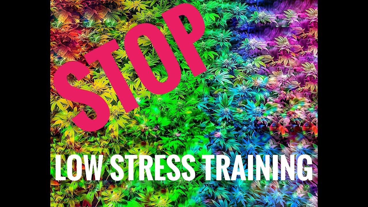 Stop Low Stress Training your Cannabis plants