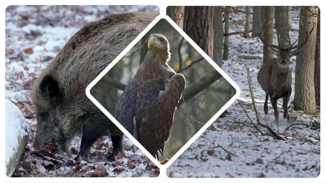„Woliński Park Narodowy - Nasze Wspólne Dziedzictwo” - ZIMA