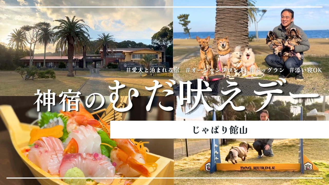 【犬連れ旅行千葉宿】じゃぱり館山へリピ!5月末で閉館予定&hellip;神すぎる犬宿の魅力を徹底レビュー🐶🐶1泊2日わんこ旅2/3 2025.12