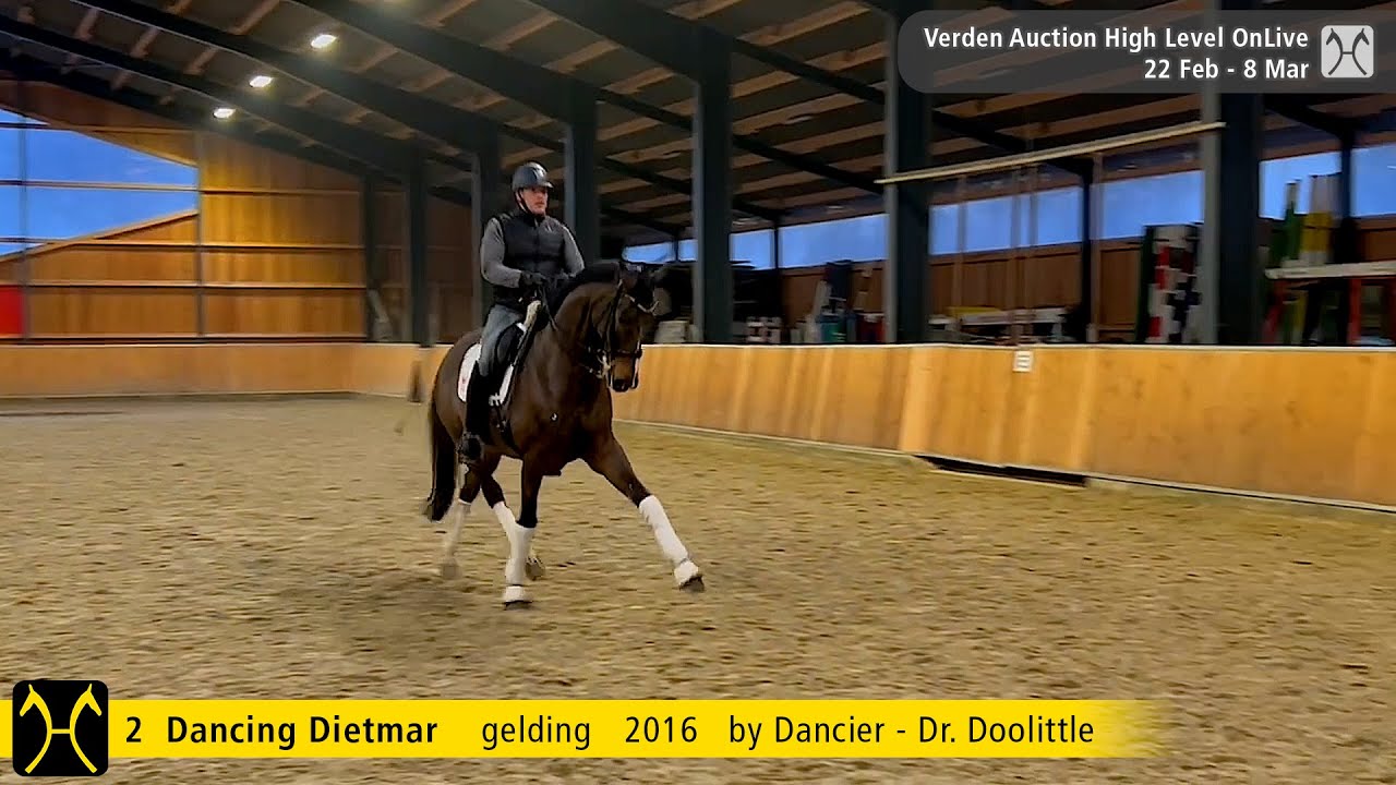 No. 2 Dancing Dietmar by Dancier - Dr.Doolittle | Verden Auction High Level - March, 8th
