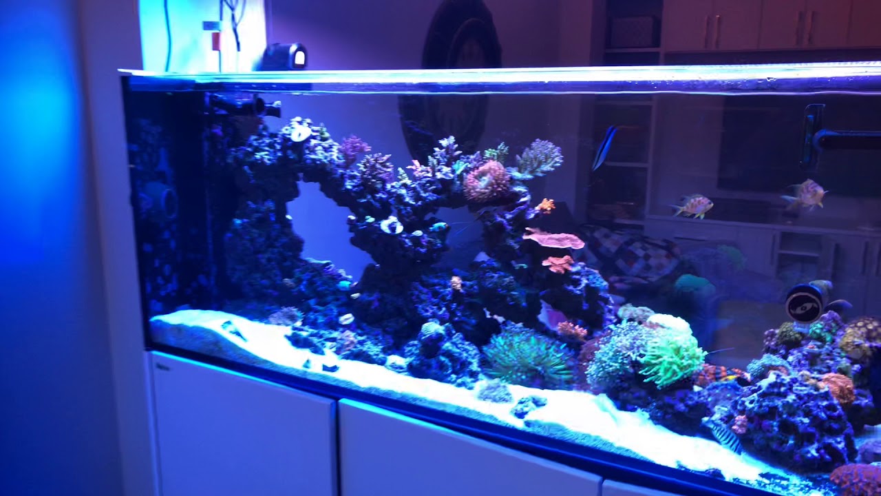 Red Sea Reefer Peninsula 650