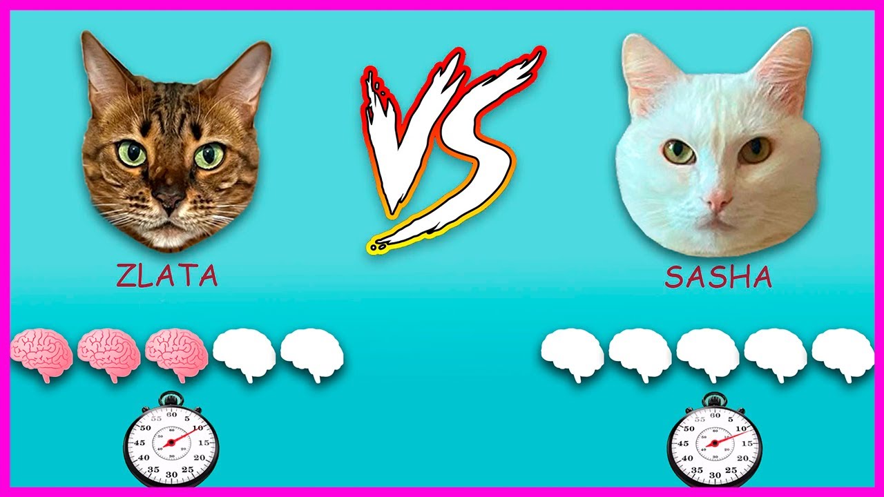 Моя кошка ПРОВАЛИЛА тест на IQ ! Логические игрушки для КОТОВ.