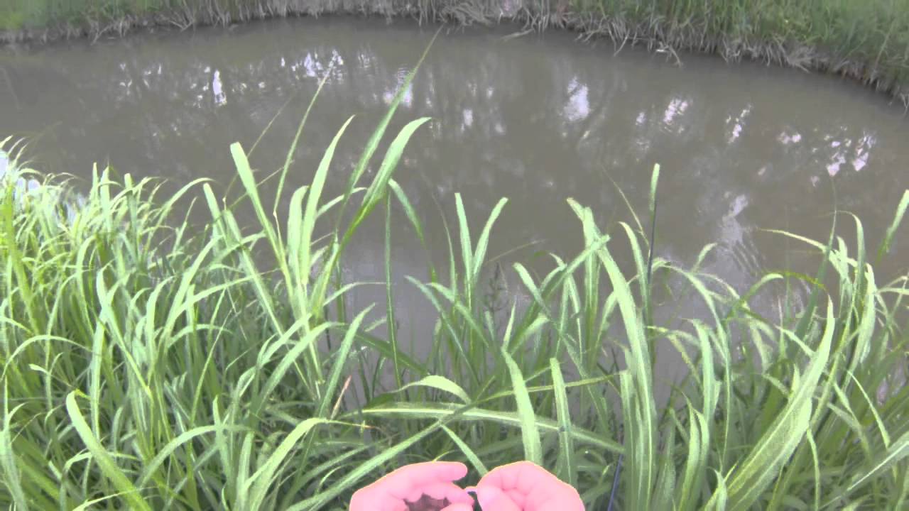 Carassi a foss fishing, jighead e power isome