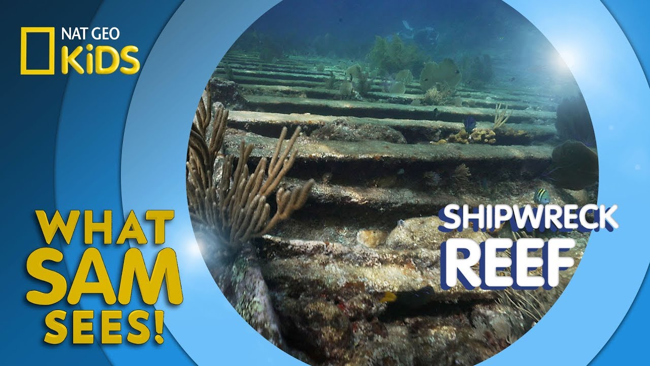 Shipwreck Reef | What Sam Sees