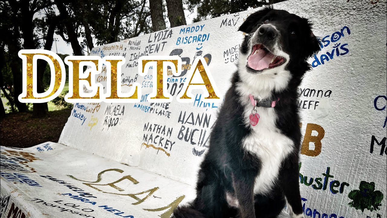 11mo English Shepherd (Delta) Best Dog Trainers in Alabama