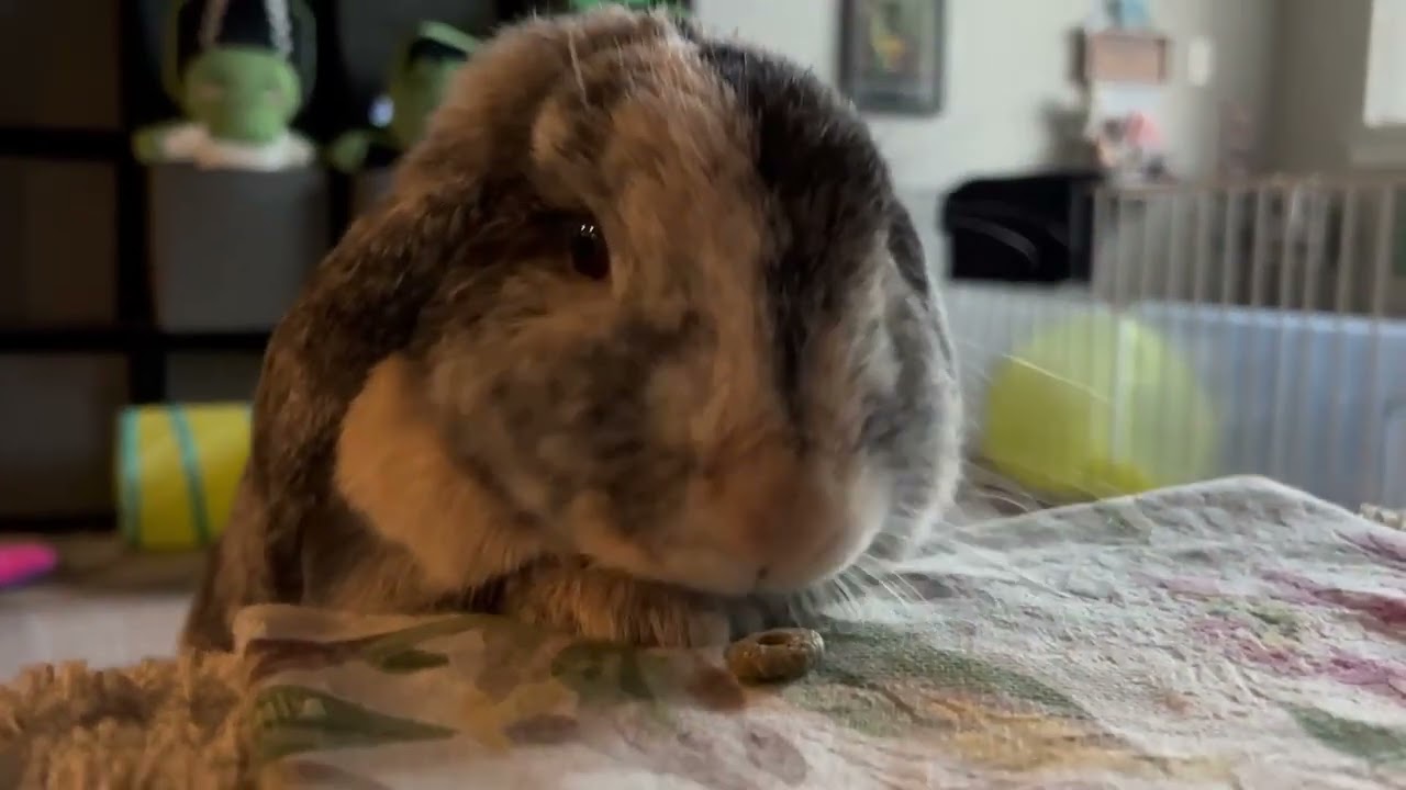 Cute Bunny Enjoys Snack Time in Sweetest Way - 1803862