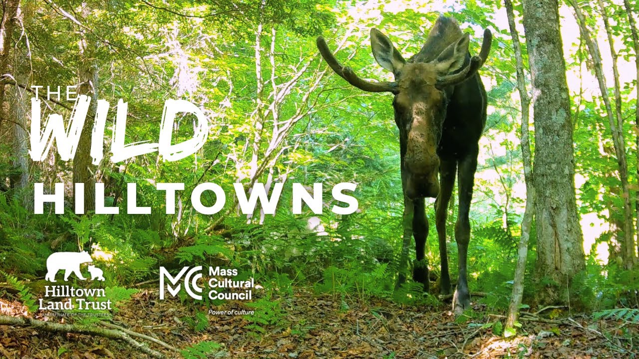 The Wild Hilltowns