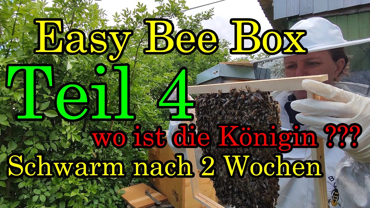 Easy Bee Box Teil 4 wo ist die Königin, Schwarm nach 2 Wochen