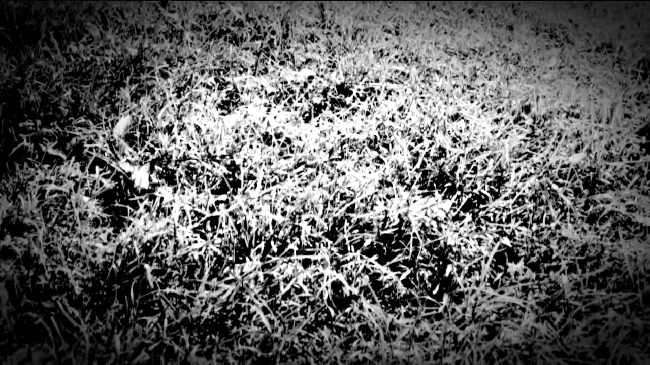 Thus:Owls - White Night