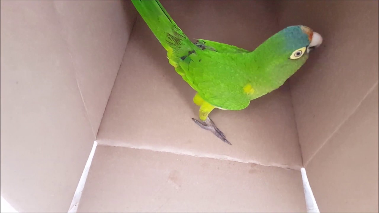 Pericos jugando