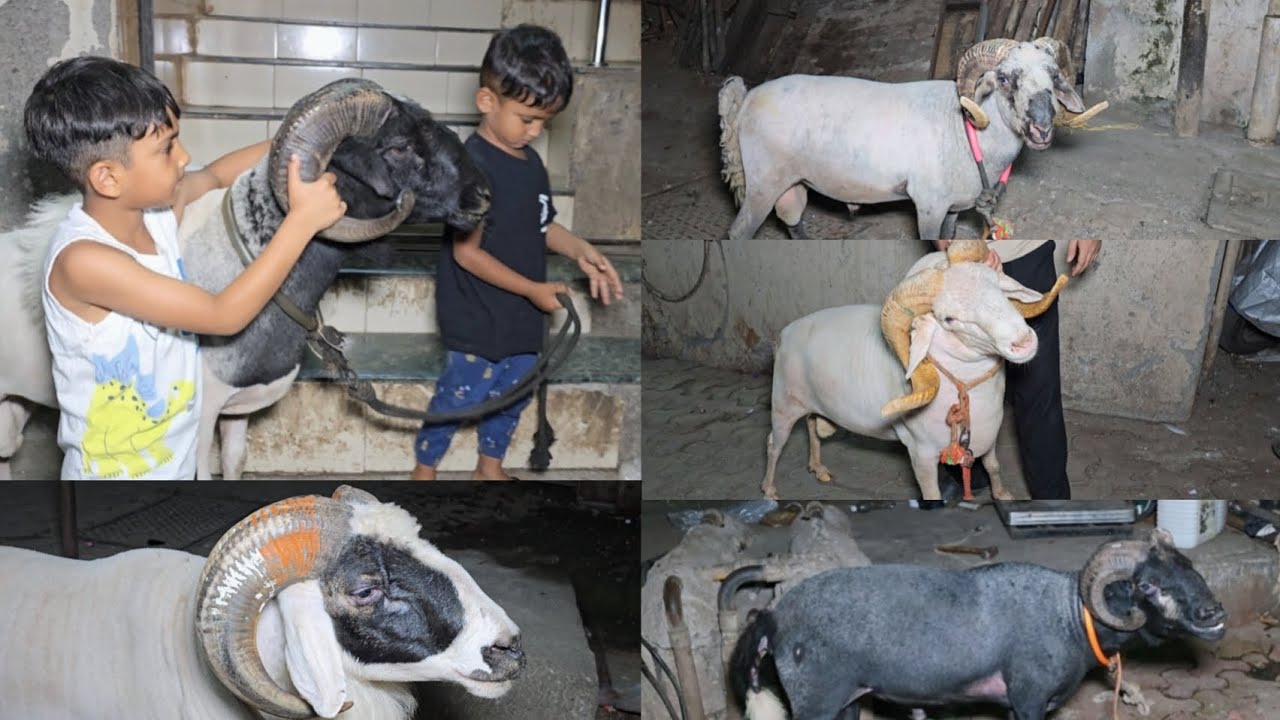 Haider Bhai ke Score wale mende || Al Mehtab Goat Farm