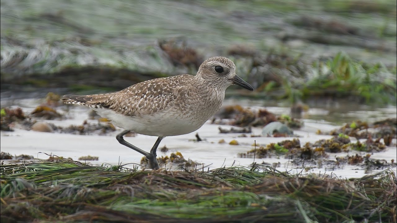 Black-bellied Plovers (Swami's Beach)