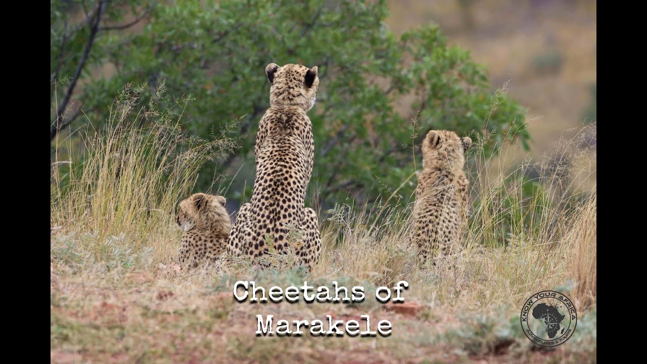 Cheetahs of Marakele