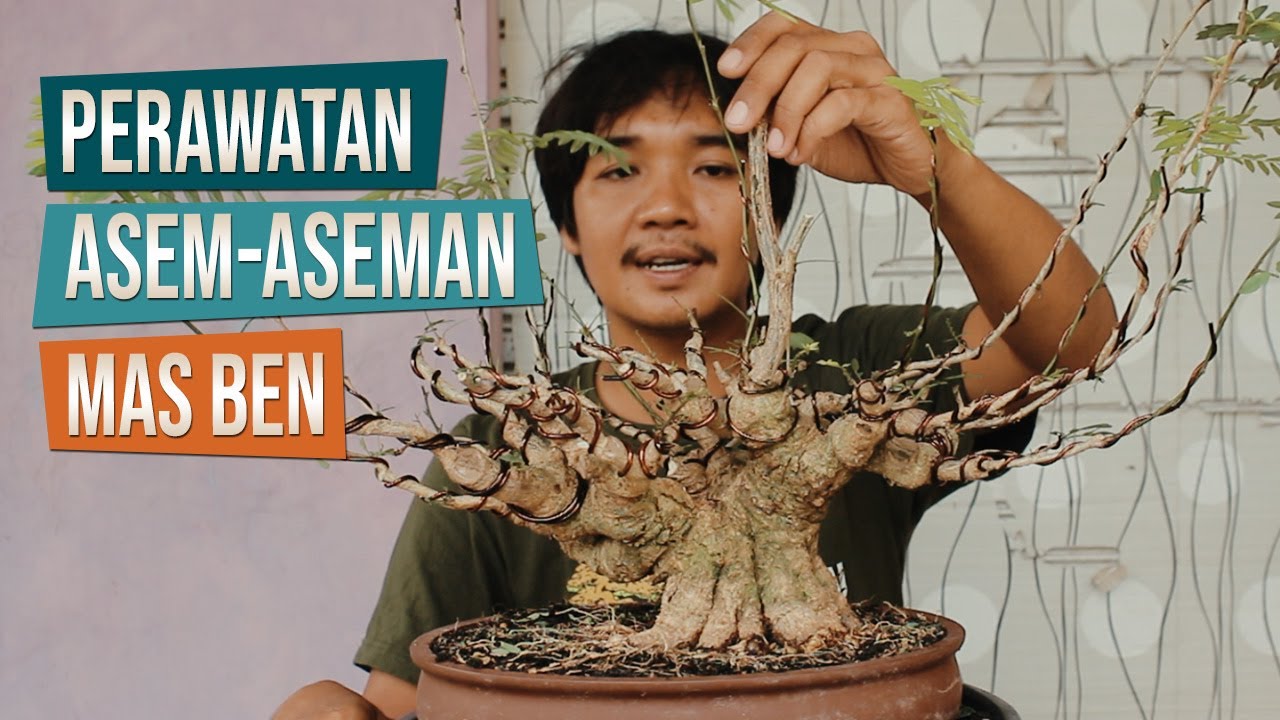 Cara Perawatan Bonsai Asem-Aseman Di Pot Bersama Mas Ben