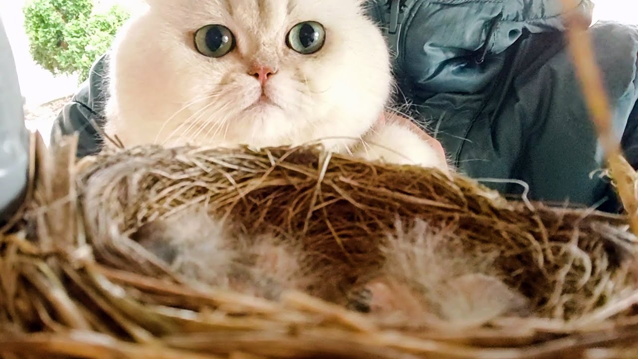 Кот Ваня наблюдает, как растут птенцы странствующего дрозда: от 0 до 2 недель | Британец в Канаде