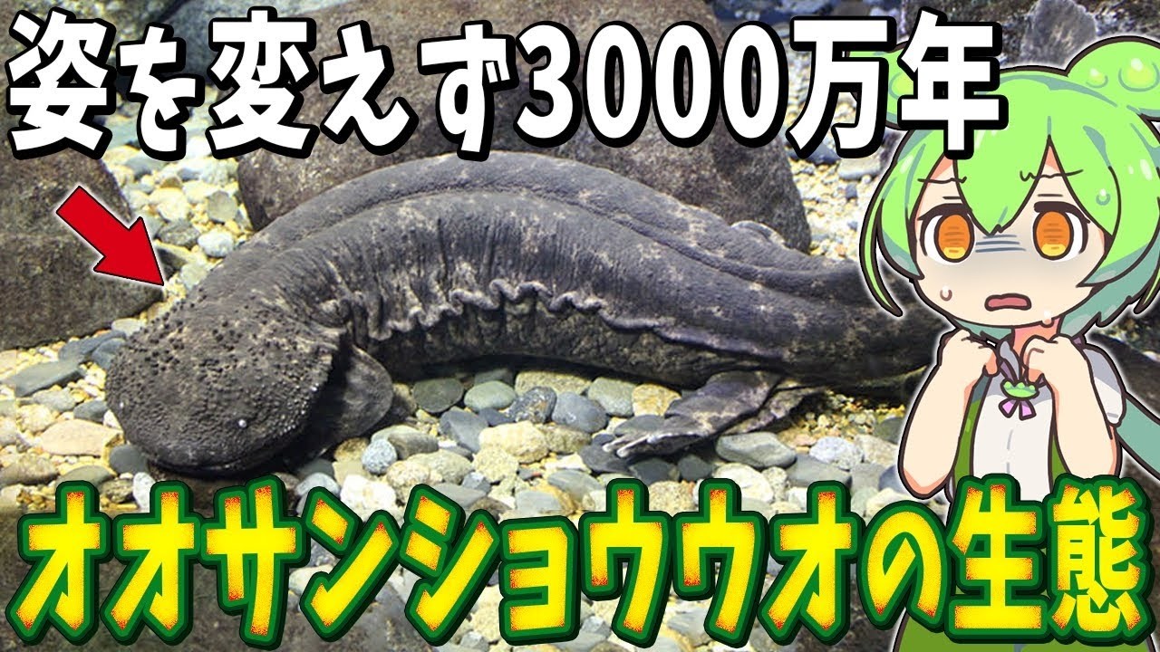 生物の謎7選！姿を変えず3000万年！オオサンショウウオの知られざる生態【総集編】