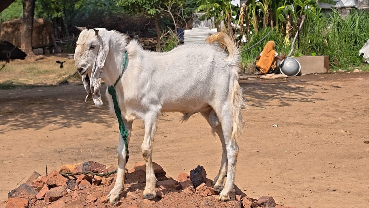 Chengicherla goat market today update 