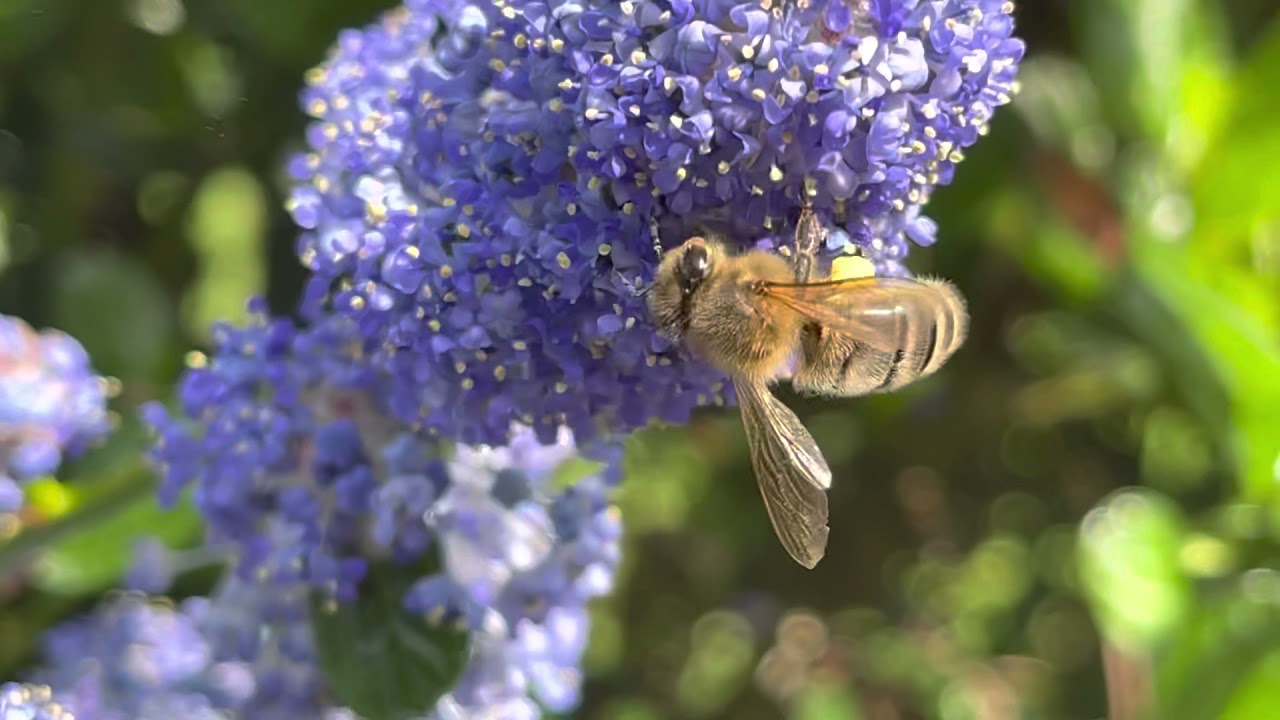 Honey Bee with Full Pollen Sacs - collecting pollen on a flowering ceanothus shrub